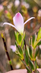 Lachnaea grandiflora