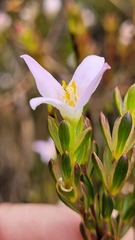 Lachnaea grandiflora