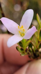 Lachnaea grandiflora
