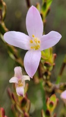 Lachnaea grandiflora