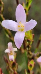Lachnaea grandiflora