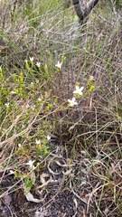 Lachnaea grandiflora
