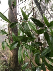 Viburnum integrifolium