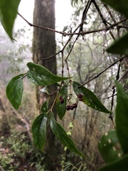 Viburnum integrifolium