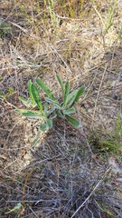Echiostachys ecklonianus