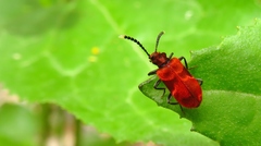 Lemodes coccinea