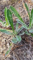 Echiostachys ecklonianus
