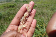 Melica racemosa