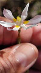 Visciramosae