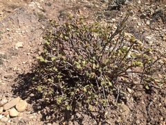 Pelargonium inquinans