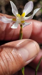 Visciramosae