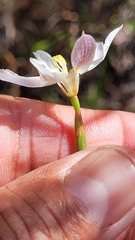 Visciramosae