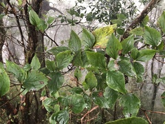 Rhododendron mariesii