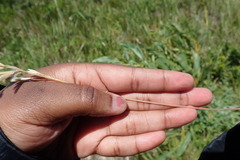 Melica racemosa