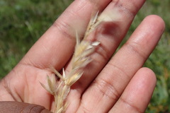 Melica racemosa