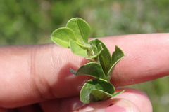 Psoralea bracteolata