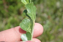 Psoralea bracteolata