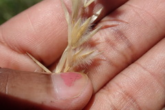 Melica racemosa