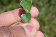 Psoralea bracteolata