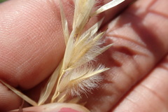 Melica racemosa