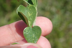 Psoralea bracteolata