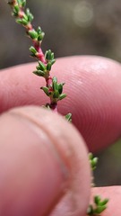 Cliffortia ericifolia