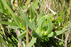 Carpobrotus deliciosus