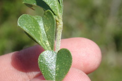 Psoralea bracteolata