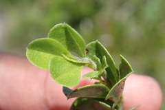Psoralea bracteolata