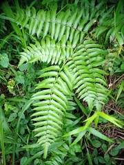 Diplazium esculentum