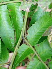 Diplazium esculentum