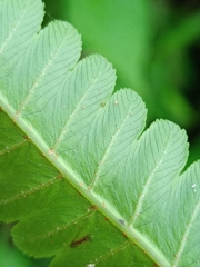 Diplazium esculentum