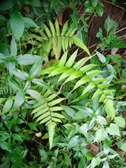 Christella subpubescens