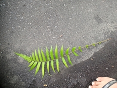 Christella subpubescens