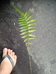 Christella subpubescens