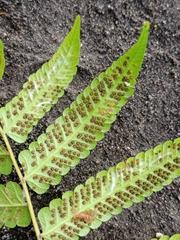 Christella subpubescens