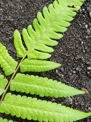 Christella subpubescens