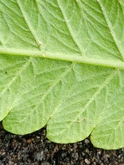 Christella subpubescens