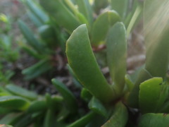 Acrodon purpureostylus