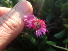 Acrodon purpureostylus