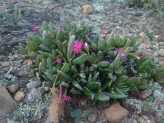 Acrodon purpureostylus