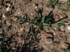 Acrodon purpureostylus