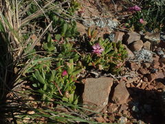 Acrodon purpureostylus