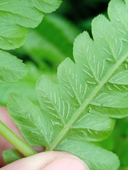 Diplazium esculentum