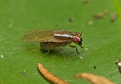 Poecilohetaerus pinnatus