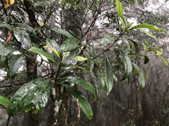 Osmanthus matsumuranus