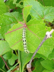 Xanthodes transversa