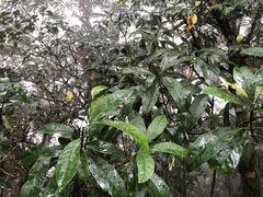 Osmanthus matsumuranus