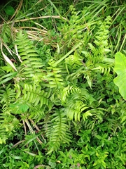 Diplazium esculentum