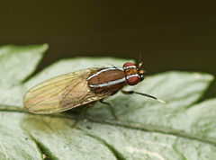 Poecilohetaerus pinnatus